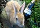 "Hoppy" New Year!