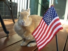 Happy 4th of July! Happy 4th of July!